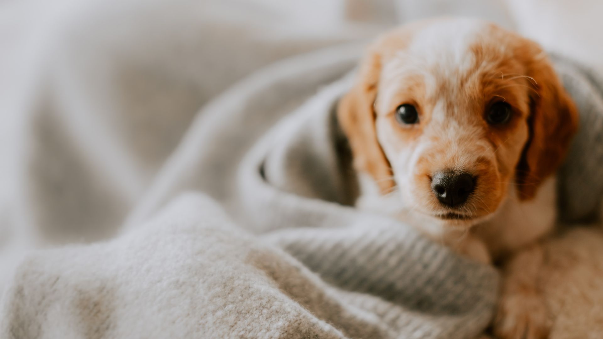 Best Vet Hospital In Dillon, SC Dillon Animal Hospital