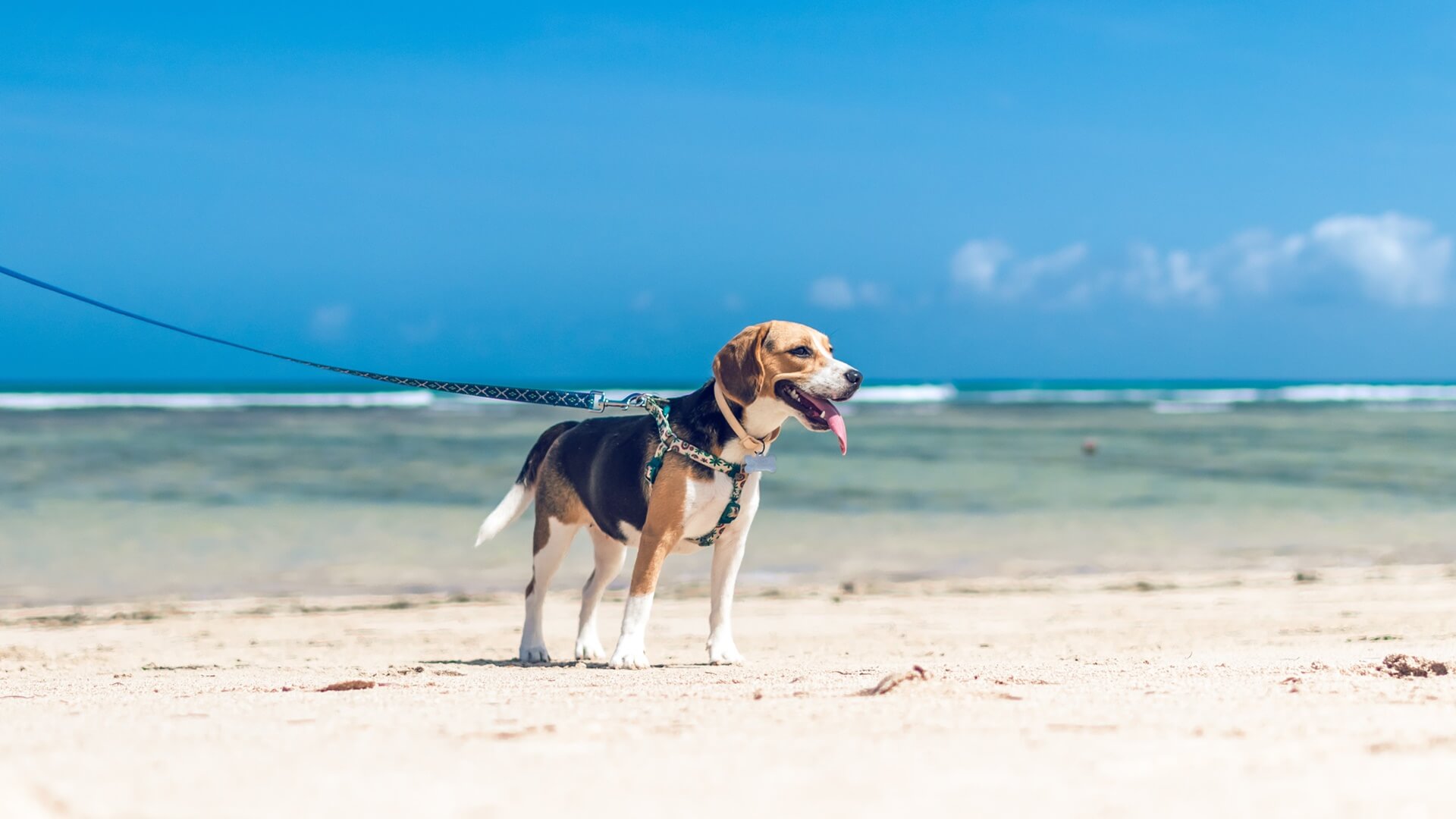 dog walking on the beach