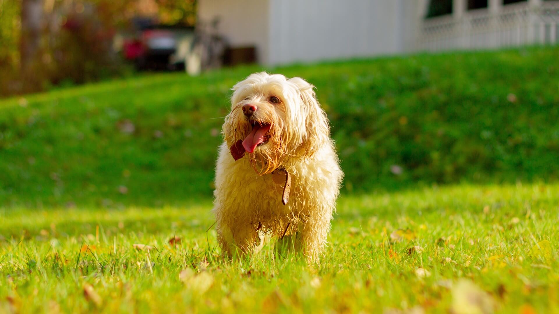 Dillon Animal Hospital Gallery Vet In Dillon, SC 29536