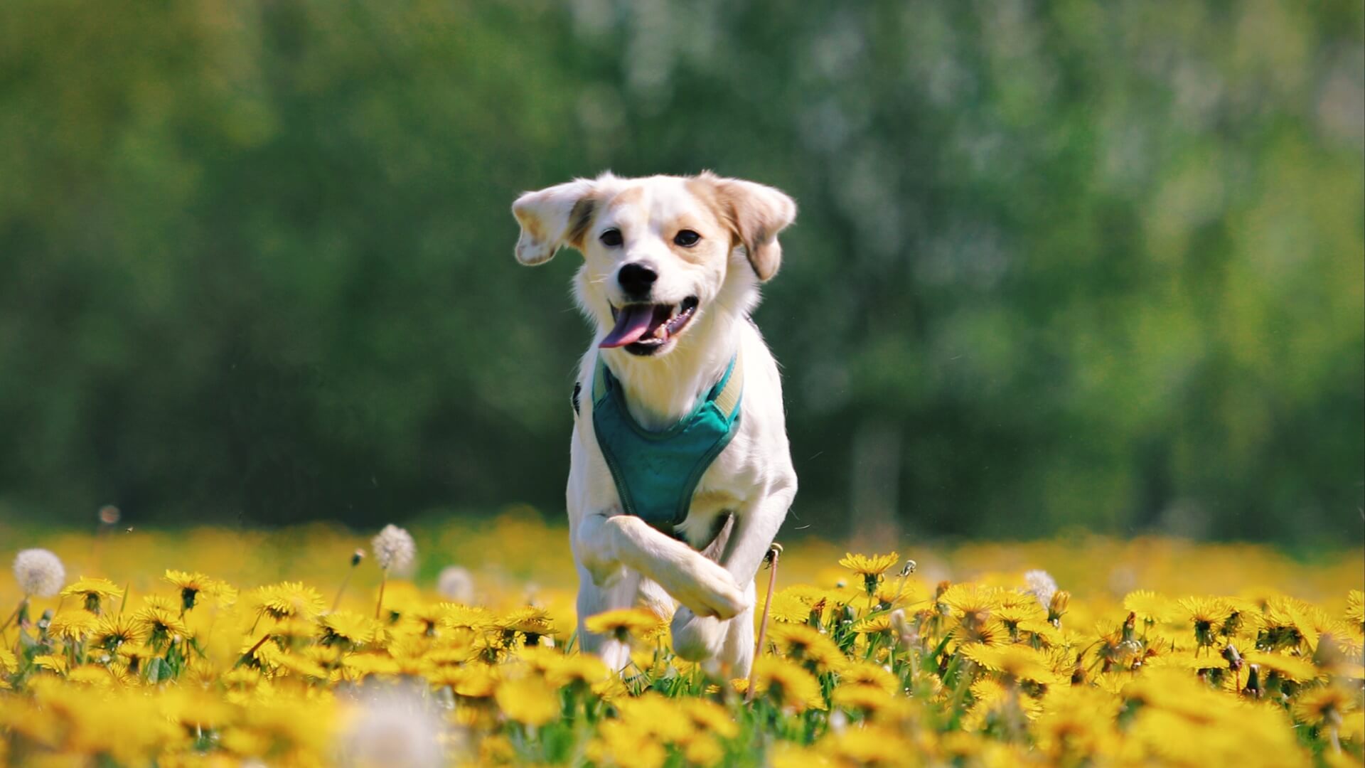 dog running in a field