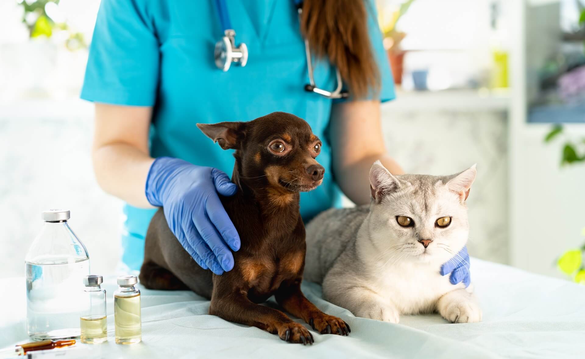 Dillon SC 29536 Veterinary Services Dillon Animal Hospital