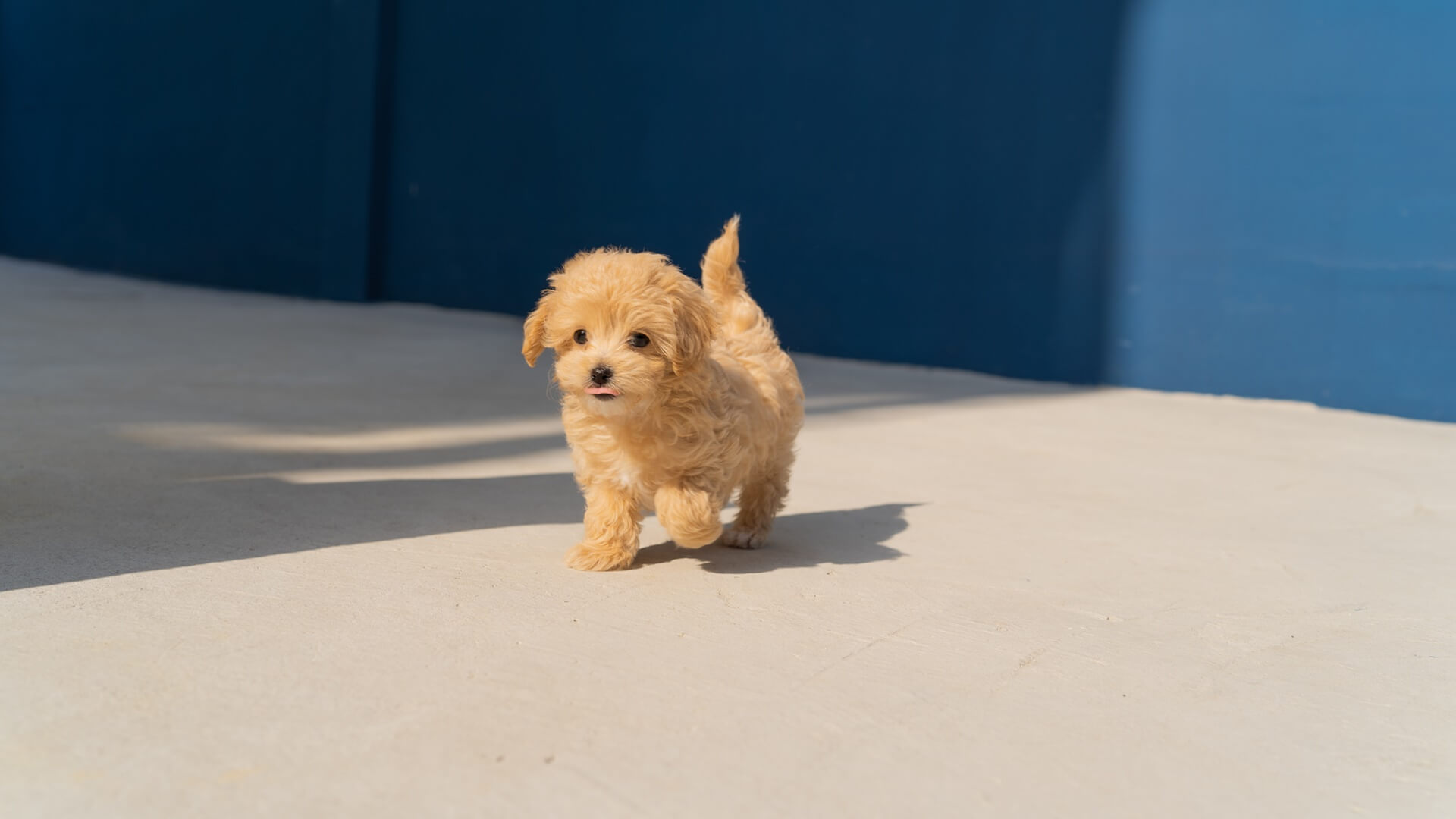Veterinarian In Dillon, SC 29536 Dillon Animal Hospital