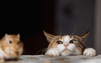 Weird Things Your Cat Does and What They Mean