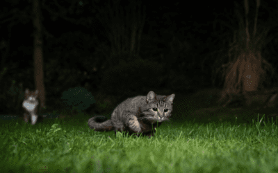 Tips to Keep Your Cat Calm During the Night