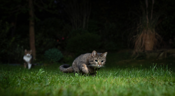 cat outside at night