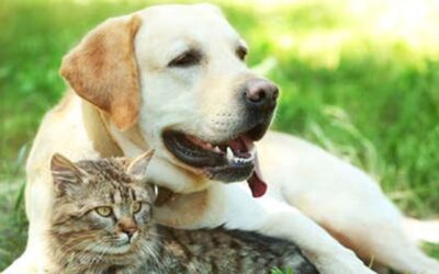 Caring For Your Older Pet