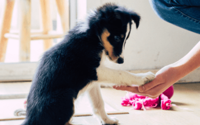 Where to Start When Training Your Puppy